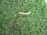 Large green caterpillar 001.JPG